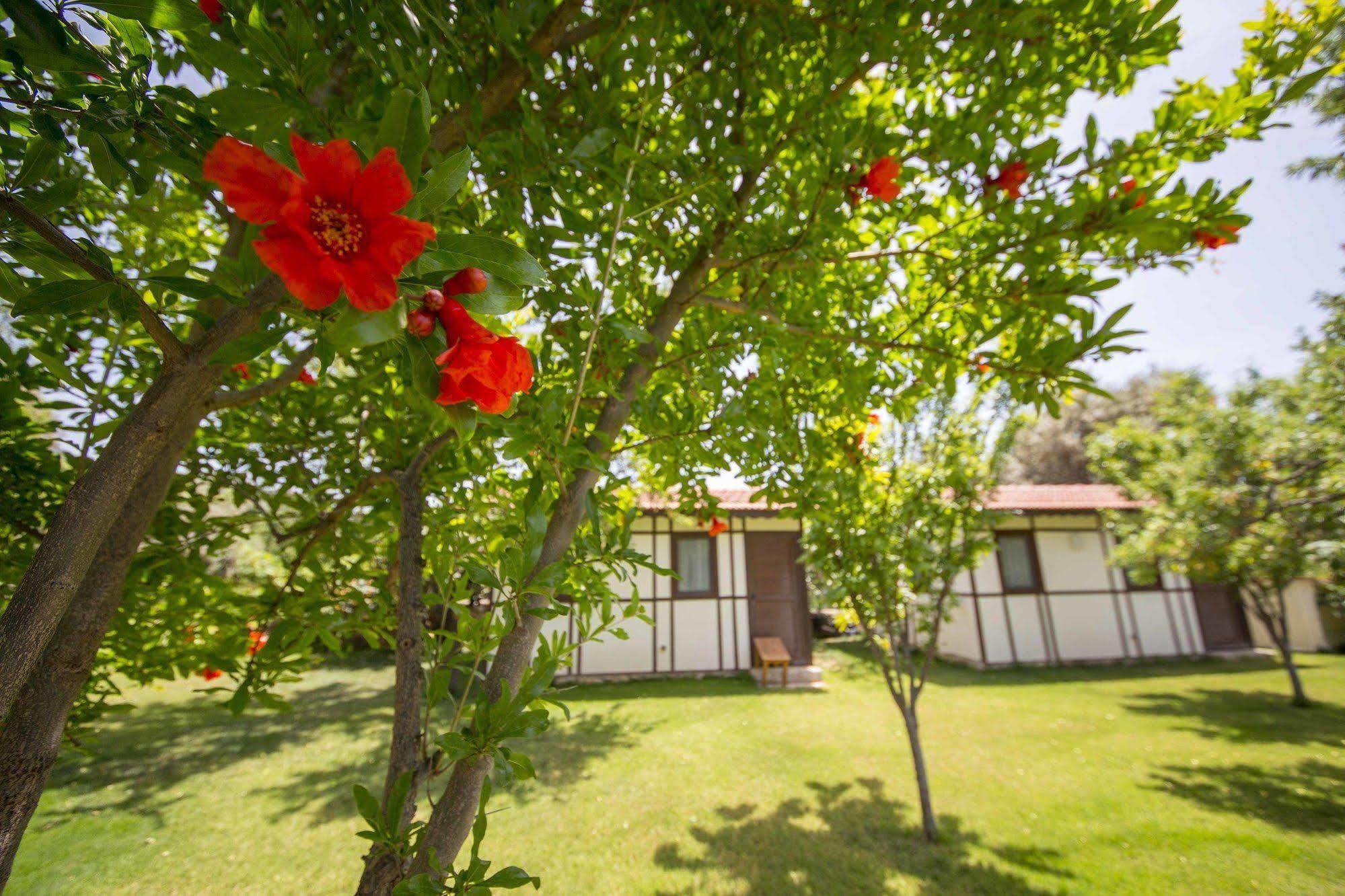 Bal Badem Bungalow Datça Esterno foto